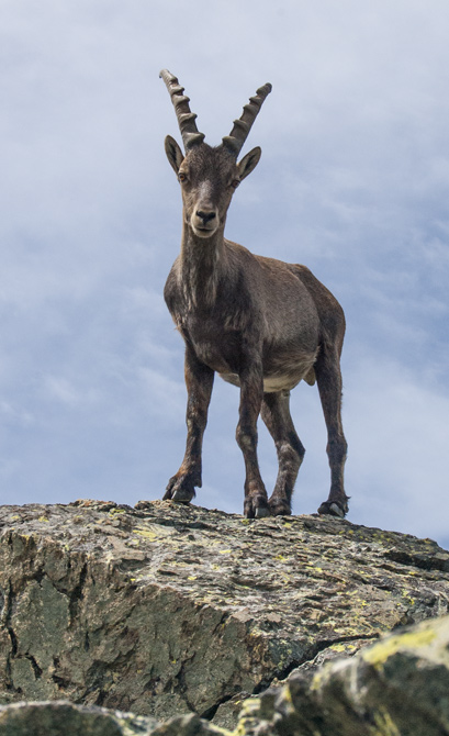 parco orsiera