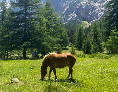 passeggiate a cavallo